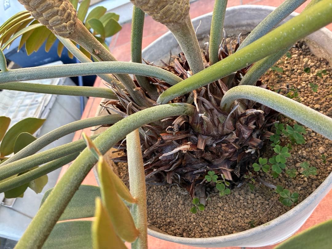 ザミアプミラ（ヒロハザミア）フルフラケア 13号鉢特大2頭株