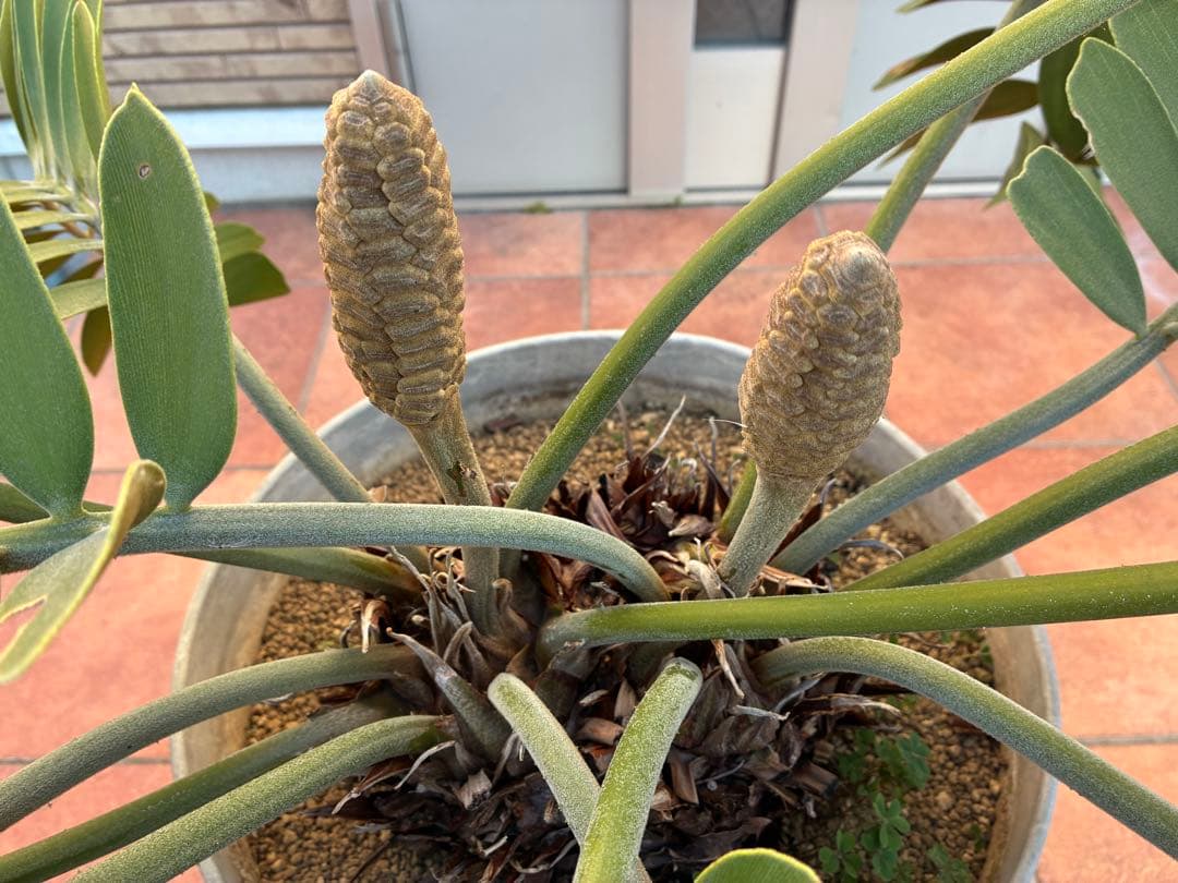 ザミアプミラ（ヒロハザミア）フルフラケア 13号鉢特大2頭株