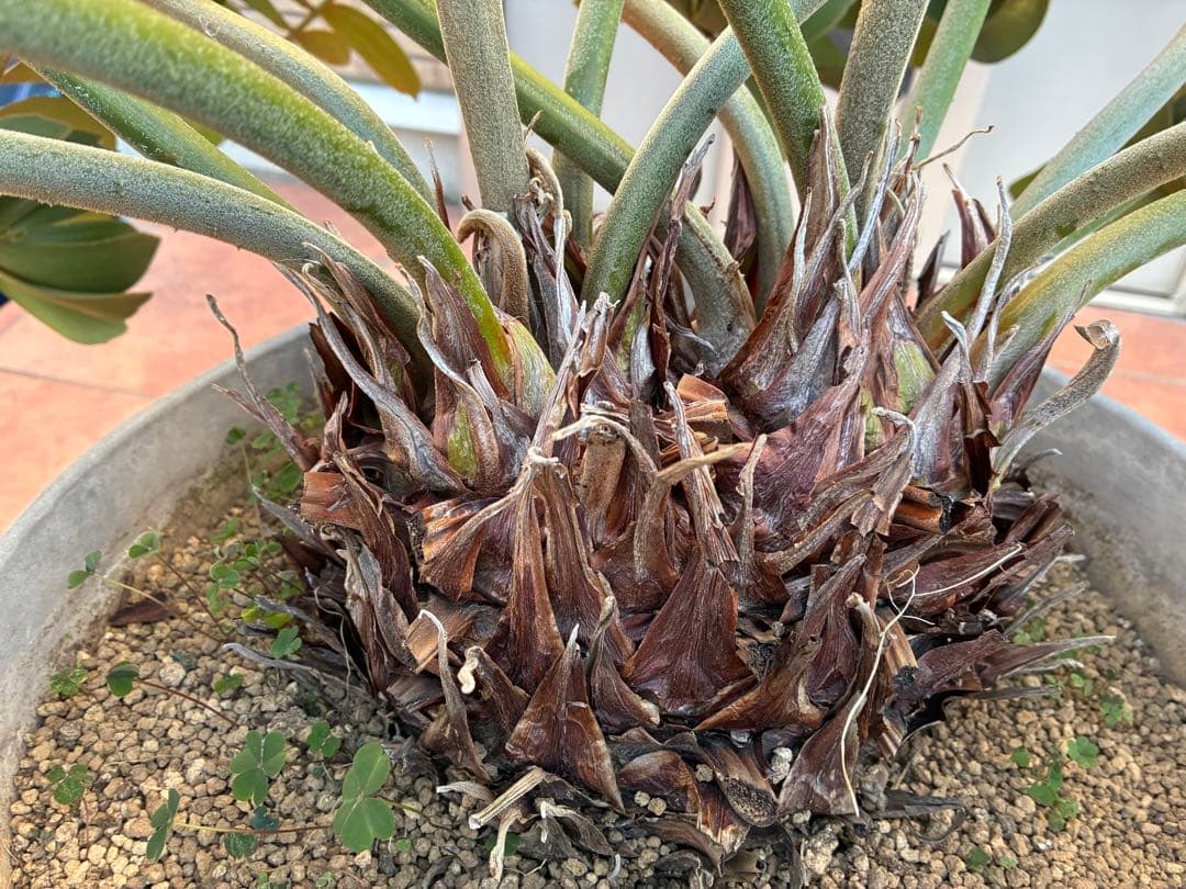 ザミアプミラ（ヒロハザミア）フルフラケア 13号鉢特大2頭株