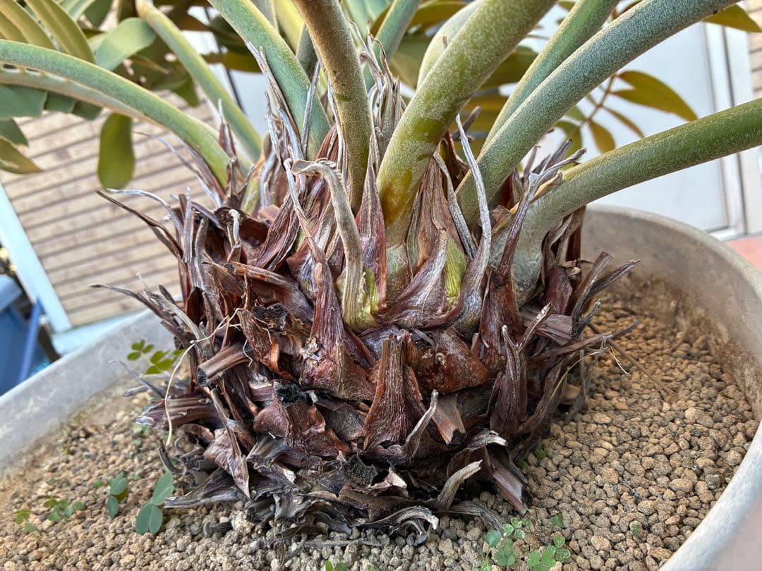 ザミアプミラ（ヒロハザミア）フルフラケア 13号鉢特大2頭株