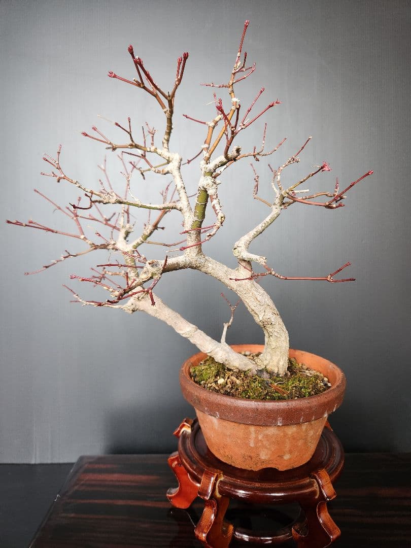 紅葉 もみじ 紅葉盆栽 もみじ盆栽 楓 カエデ