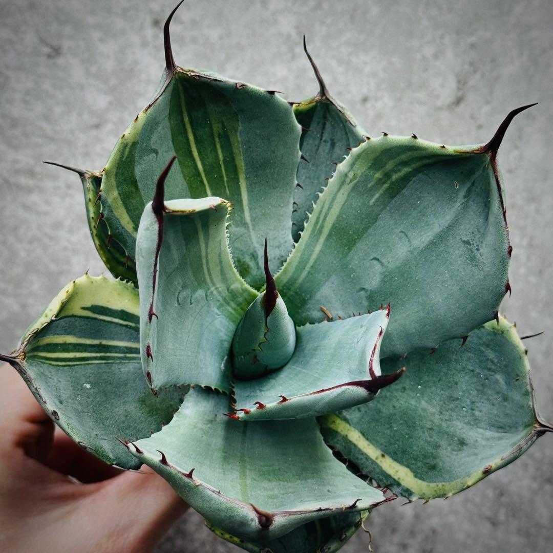 佐*い様 多肉植物・アガベ・変異パリー・パリートランカータ・厚葉・世の中希少特選