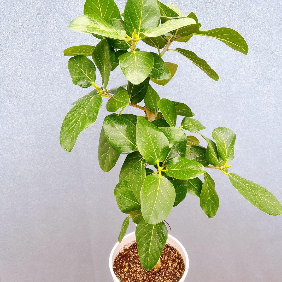 現品　フィカス　ゴムの木　ベンガレンシス　33番　曲り　インテリア　観葉植物