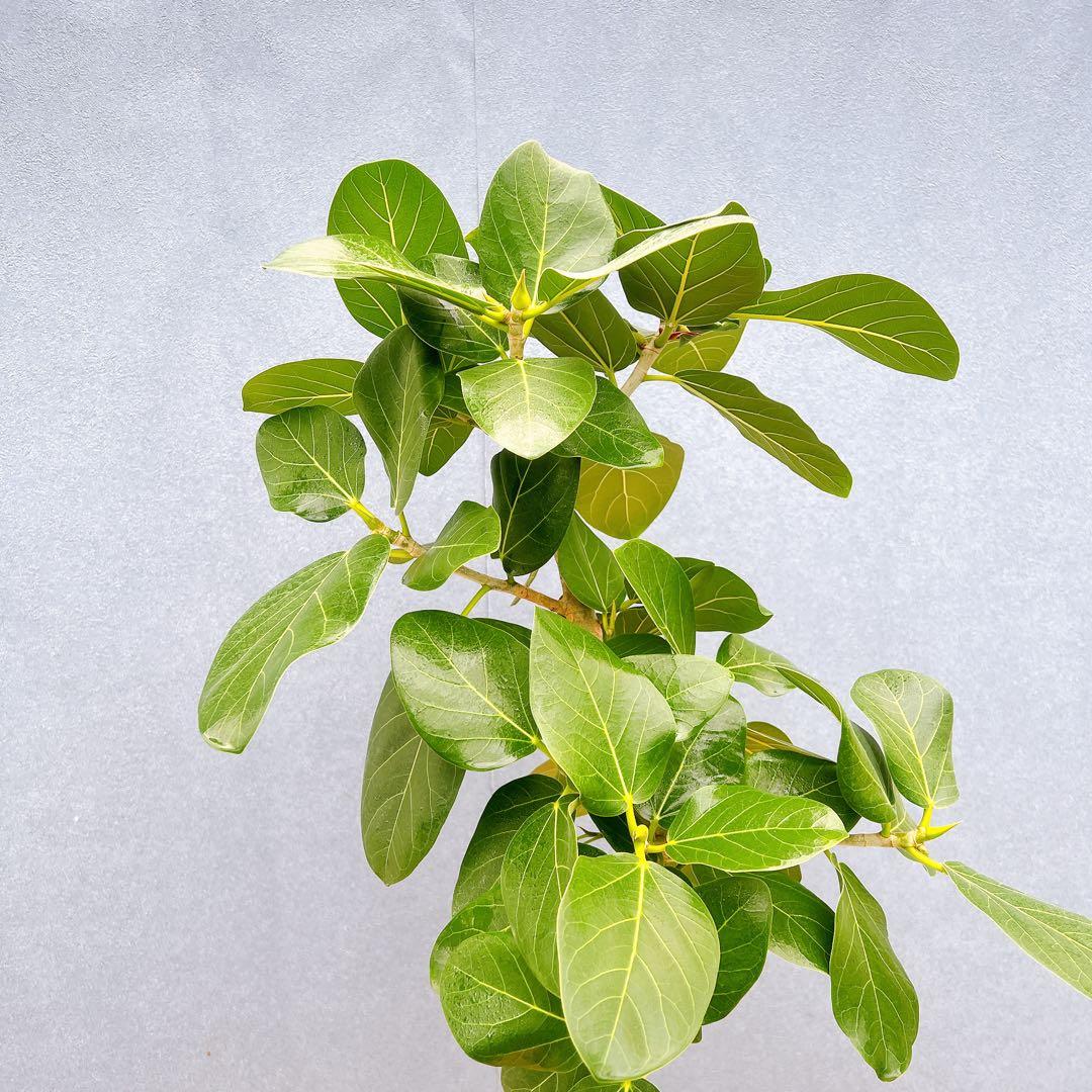 現品　フィカス　ゴムの木　ベンガレンシス　33番　曲り　インテリア　観葉植物