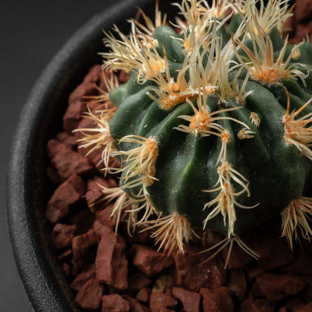 綾波 モンスト x2 （実生） #215