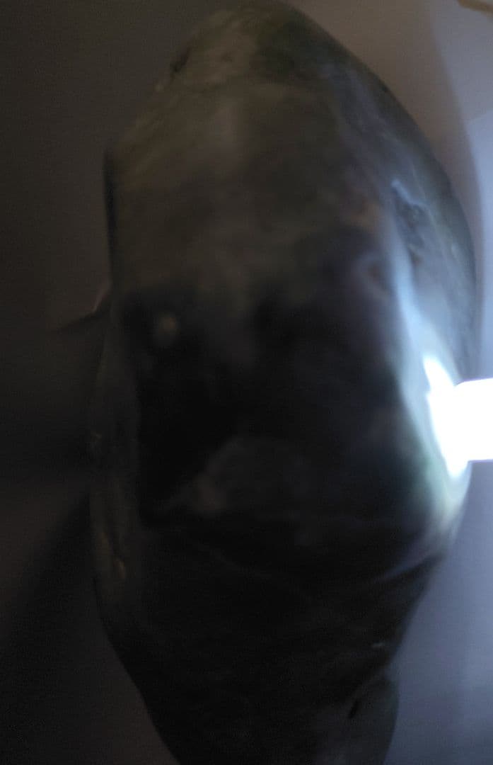 国産翡翠原石 多色　山形景 水石 1044g