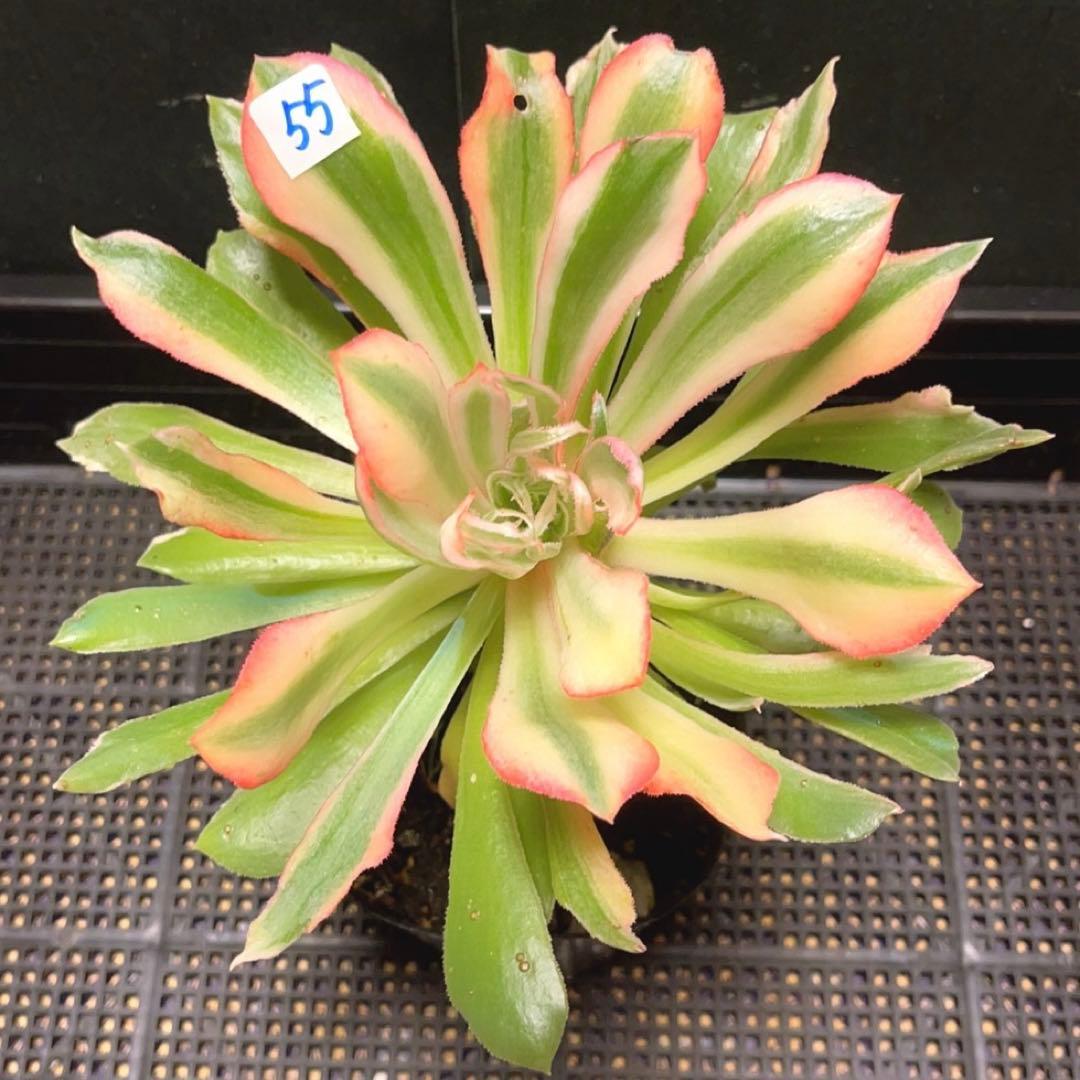 55#多肉植物アエオニウム錦❤️ 光輝 ❤️1大頭5子芽18cm 拔き苗