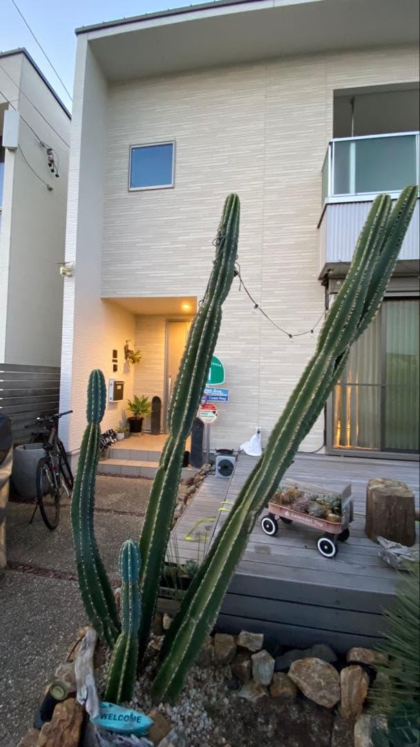 約2.5メートルの柱サボテン 超特大　トゲなし　5本セット