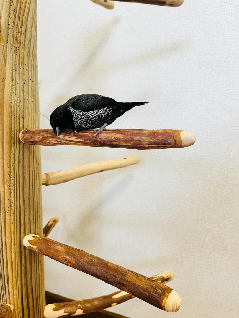 【中型鳥用】螺旋状♪ビビリさんにもすぃすぃ登れるバードスタンド