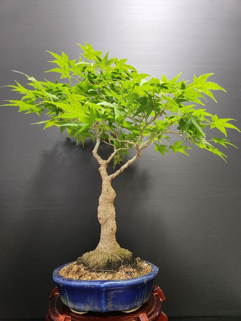 紅葉 もみじ 紅葉盆栽 もみじ盆栽 楓 カエデ　盤根