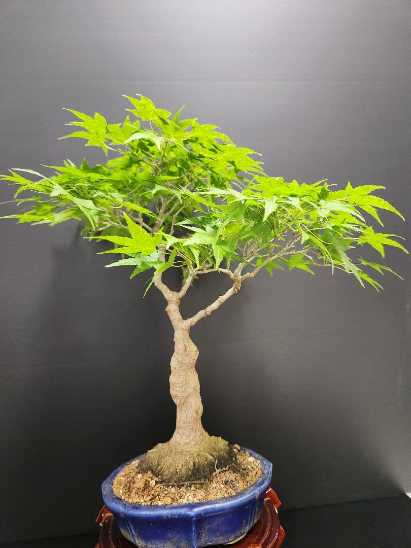 紅葉 もみじ 紅葉盆栽 もみじ盆栽 楓 カエデ　盤根