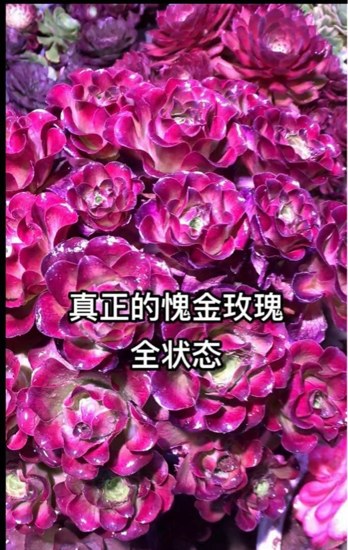 多肉植物アエオニウム❤️魅金のバラ ❤ 状態図