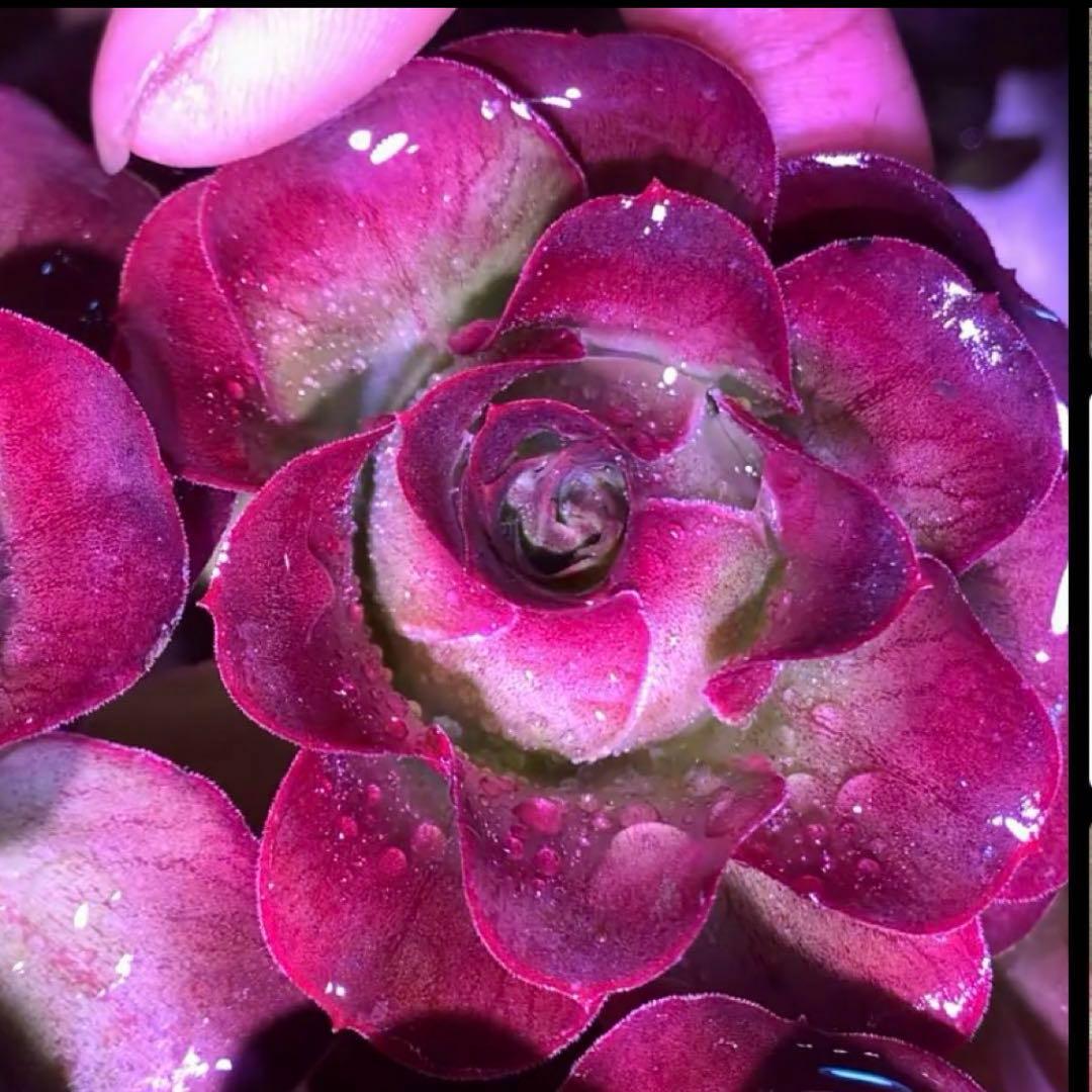 多肉植物アエオニウム❤️魅金のバラ ❤ 状態図