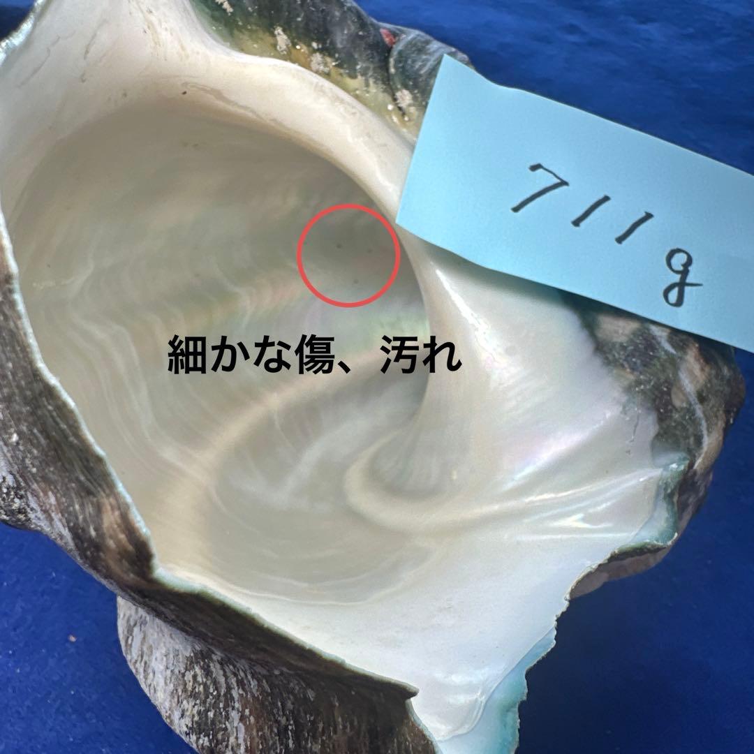 夜光貝　ヤコウ貝　まとめ売り　15個　12、5kg アクセサリー　ルア