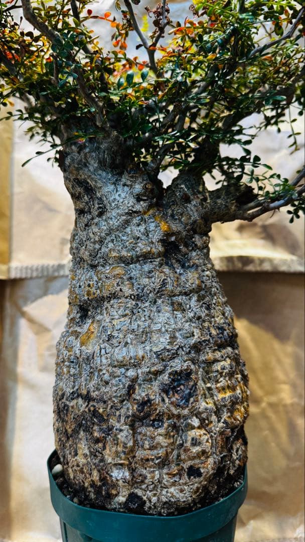 今日だけ…値引き パキプス オペルクリカリア マダガスカル バオバブ スタイル