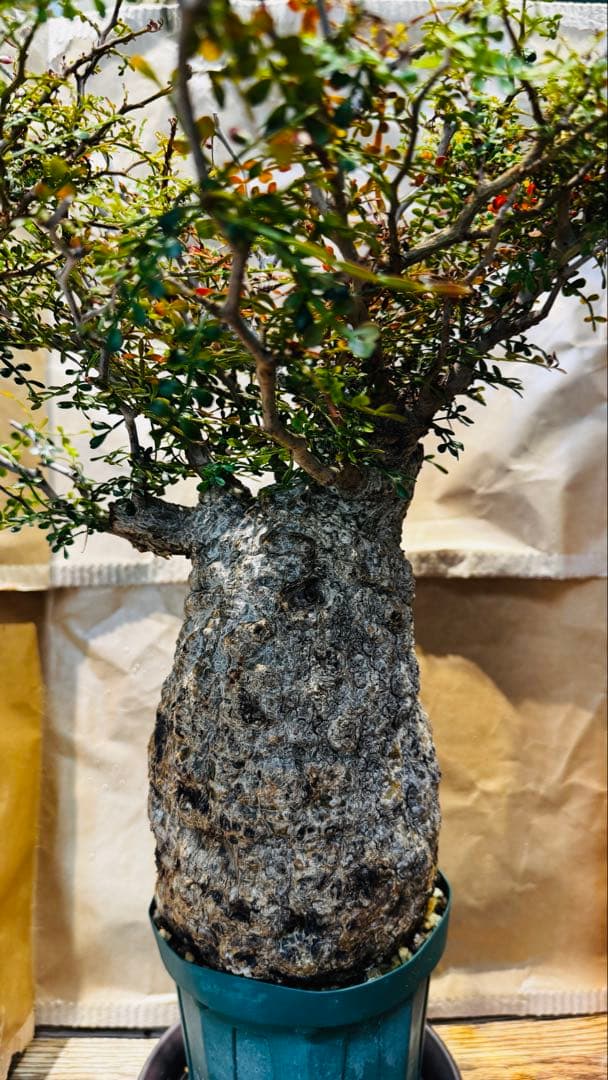 今日だけ…値引き パキプス オペルクリカリア マダガスカル バオバブ スタイル