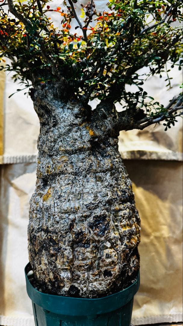 今日だけ…値引き パキプス オペルクリカリア マダガスカル バオバブ スタイル