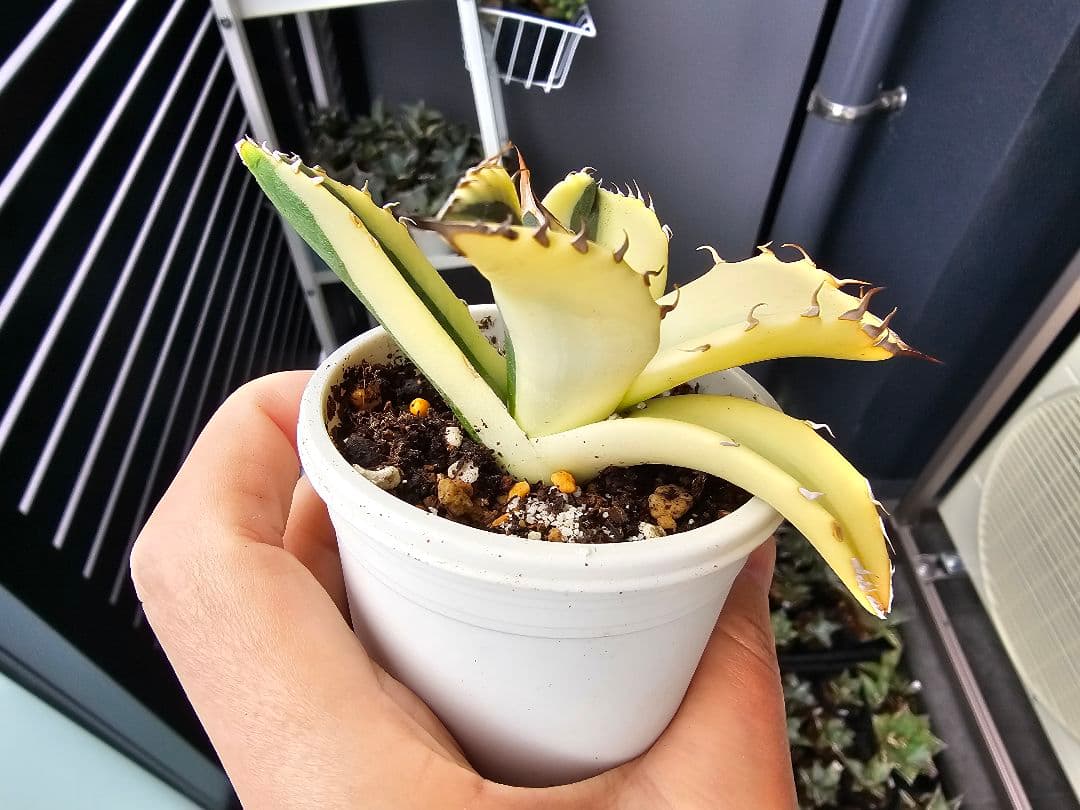 チタノタ 特殊斑 スナグルトゥース 陰陽斑 特殊錦 極上苗 台湾産正規品アガベ