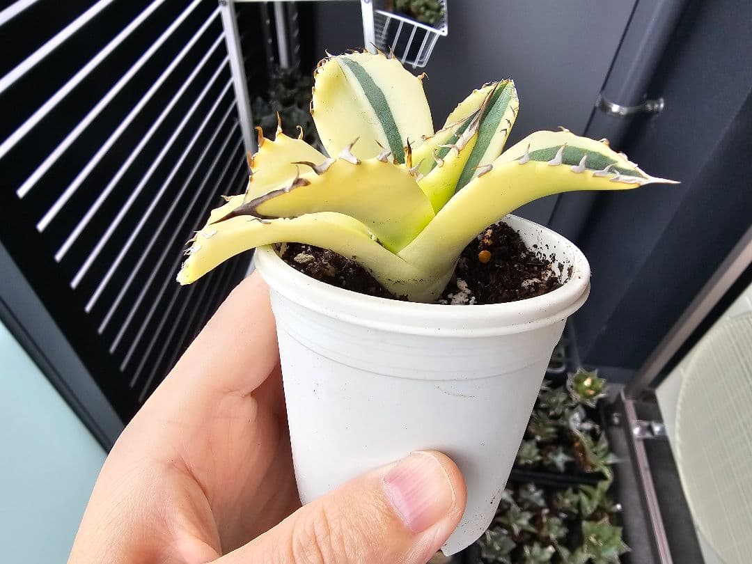 チタノタ 特殊斑 スナグルトゥース 陰陽斑 特殊錦 極上苗 台湾産正規品アガベ