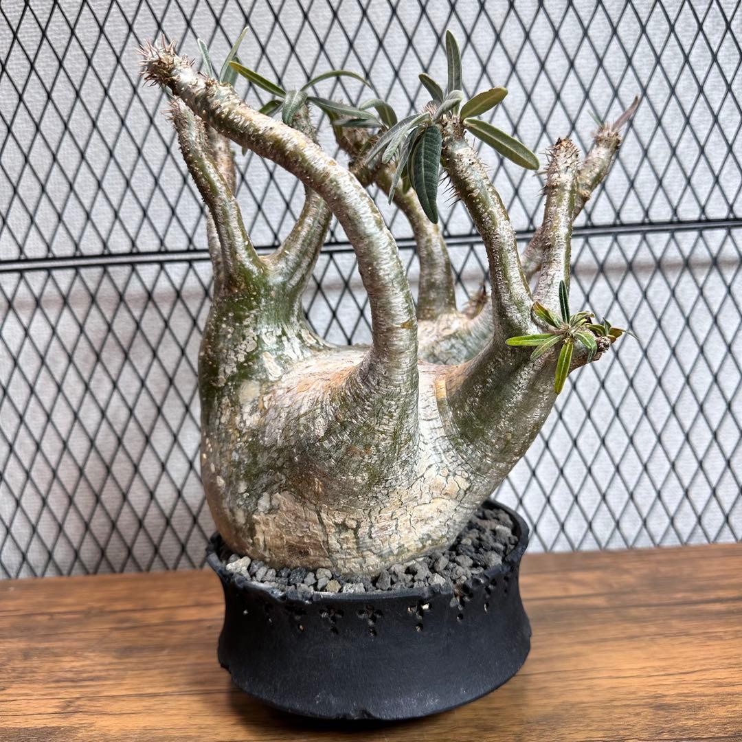 グラキリス　現地球 パキポディウム グラキリス　D.I.P×CODEコラボ鉢付き