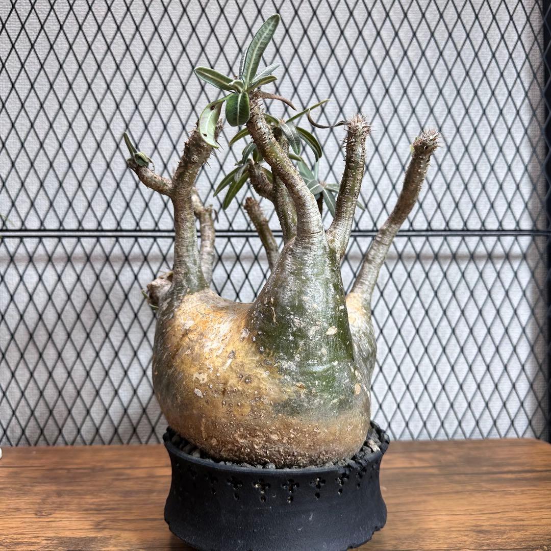 グラキリス　現地球 パキポディウム グラキリス　D.I.P×CODEコラボ鉢付き