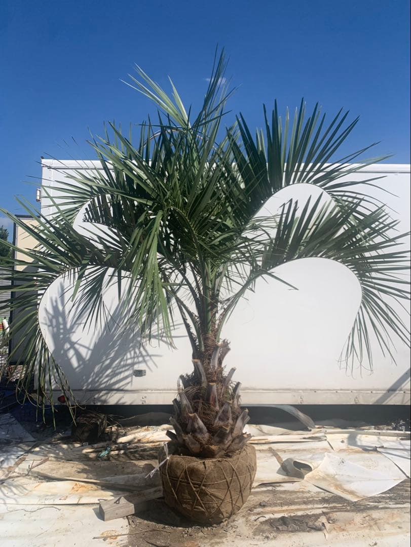 ココスヤシ　白紐　1 引取限定