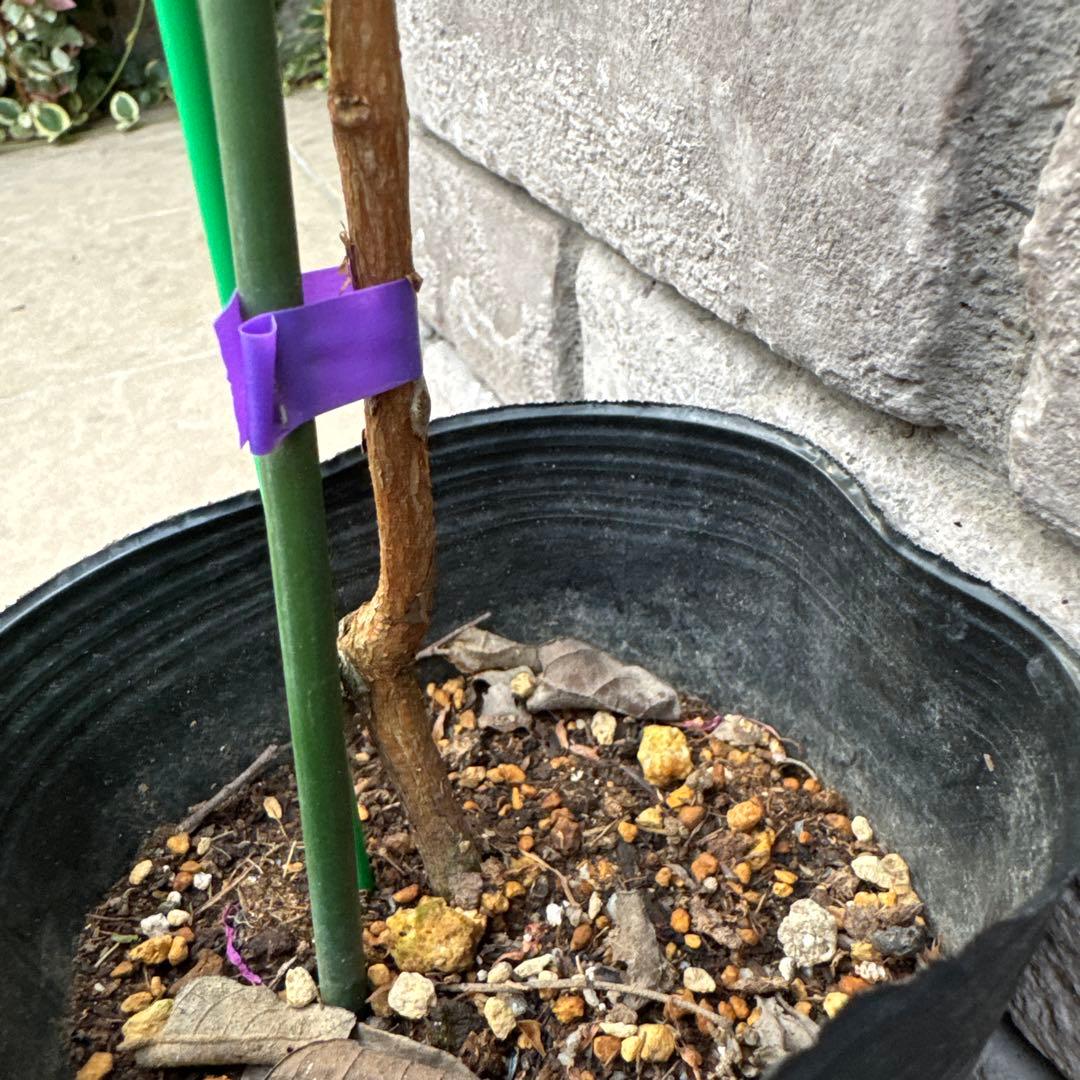 5 超希少 レア フェイジョア アントワネット 挿し木苗 高さ100cm程