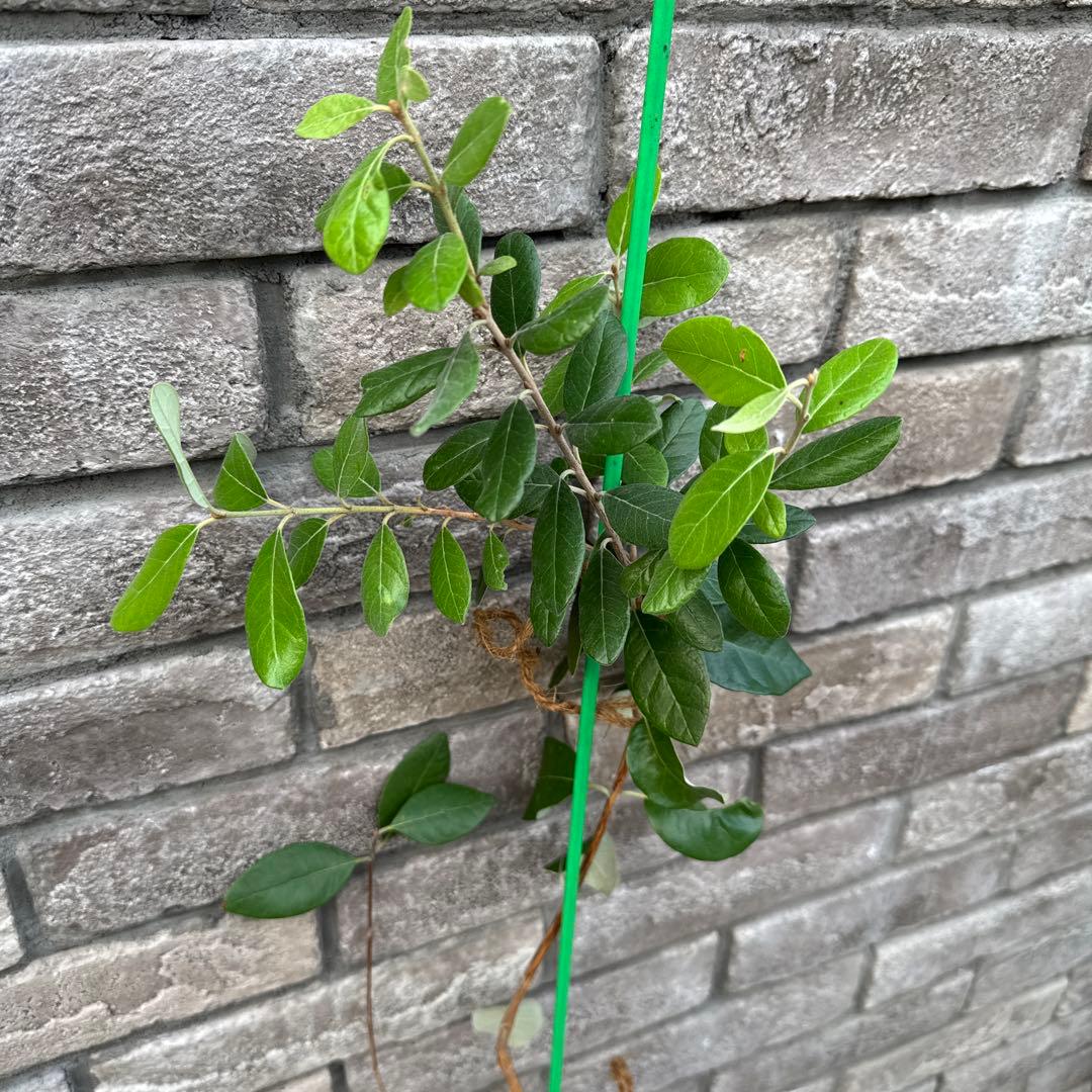 5 超希少 レア フェイジョア アントワネット 挿し木苗 高さ100cm程