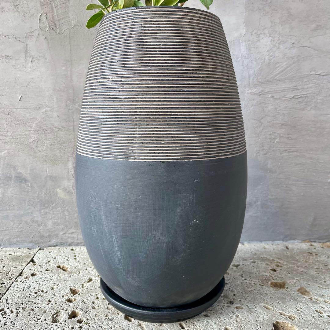 【最高級樹形】　大型　パンダガジュマル　曲がり仕立て　高級陶器鉢　植え込み発送