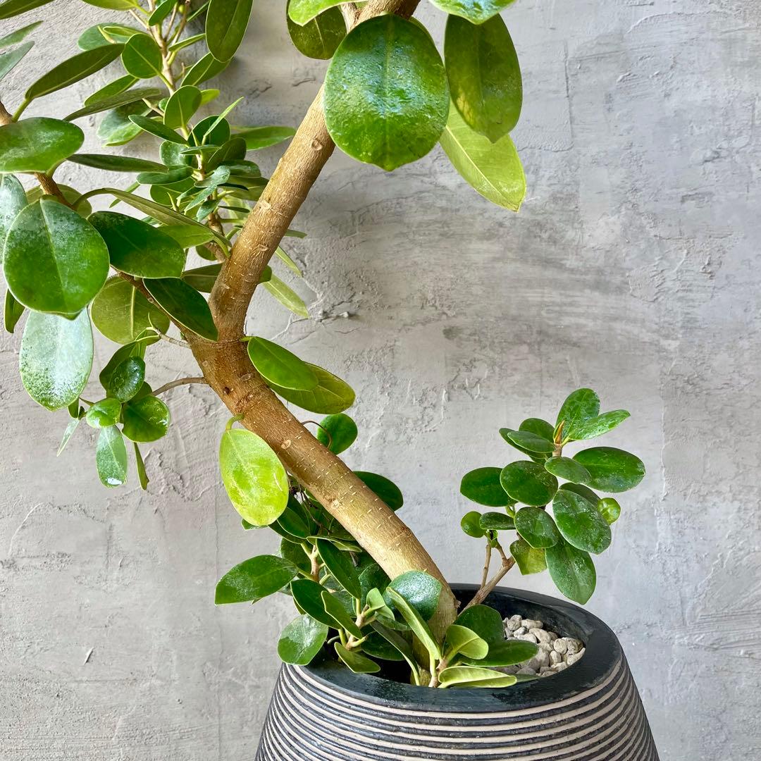 【最高級樹形】　大型　パンダガジュマル　曲がり仕立て　高級陶器鉢　植え込み発送