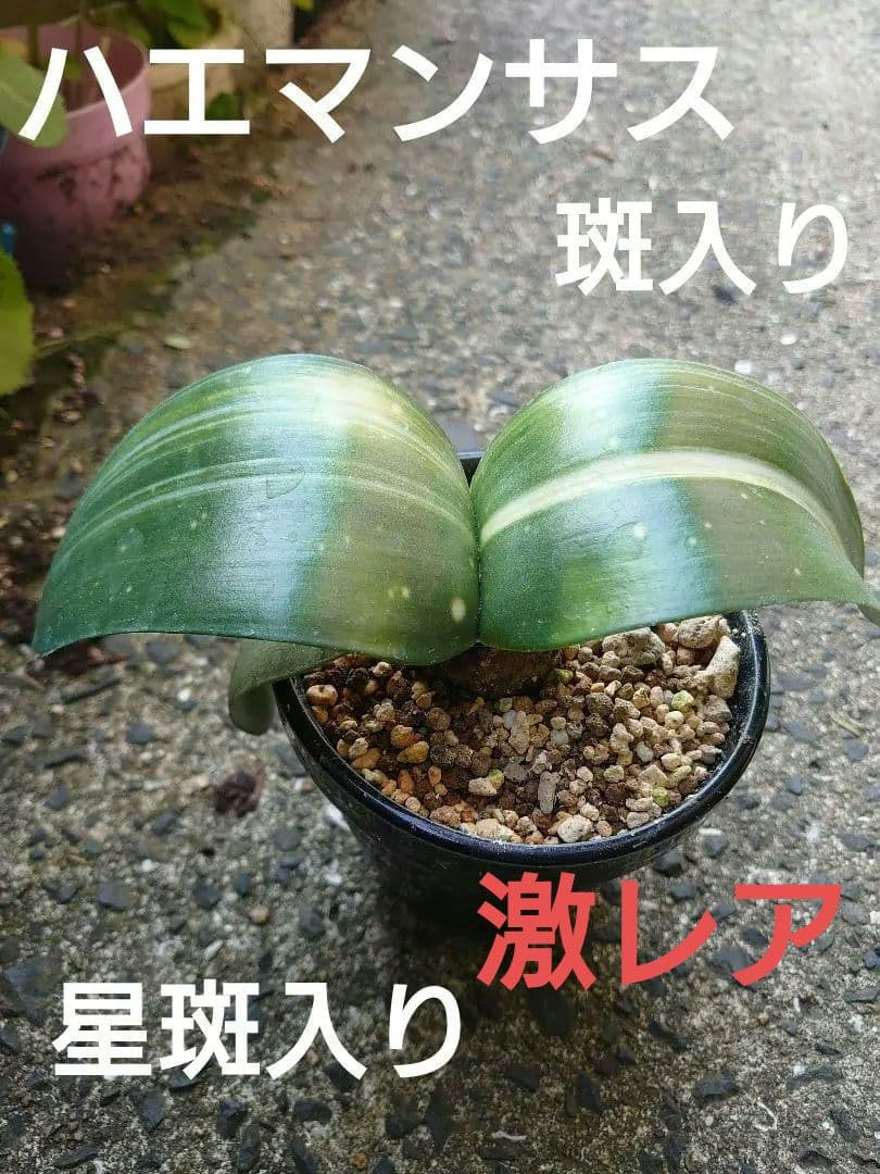 ハエマンサス 斑入り