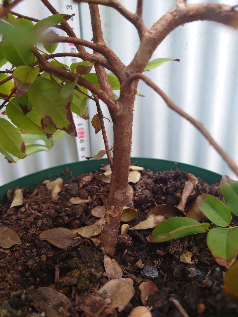 ジャボチカバ【大葉 四季成り性】 6年生 実生 ポット苗 熱帯果樹 観葉植物