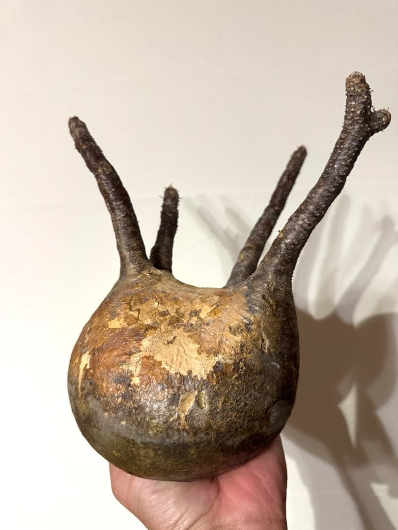 グラキリス現地球 発根管理　ズングリ丸　水耕管理中