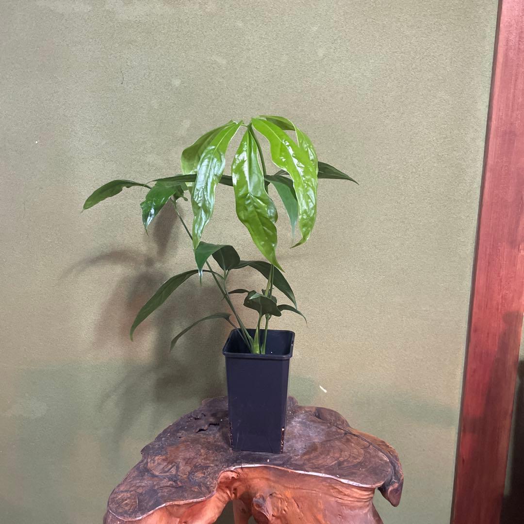 アンスリウム　カリブレイリー