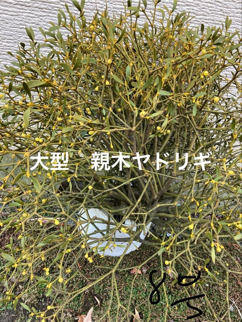 8希少　縁起物　大型　親木ヤドリギ　 黄色実　青森産