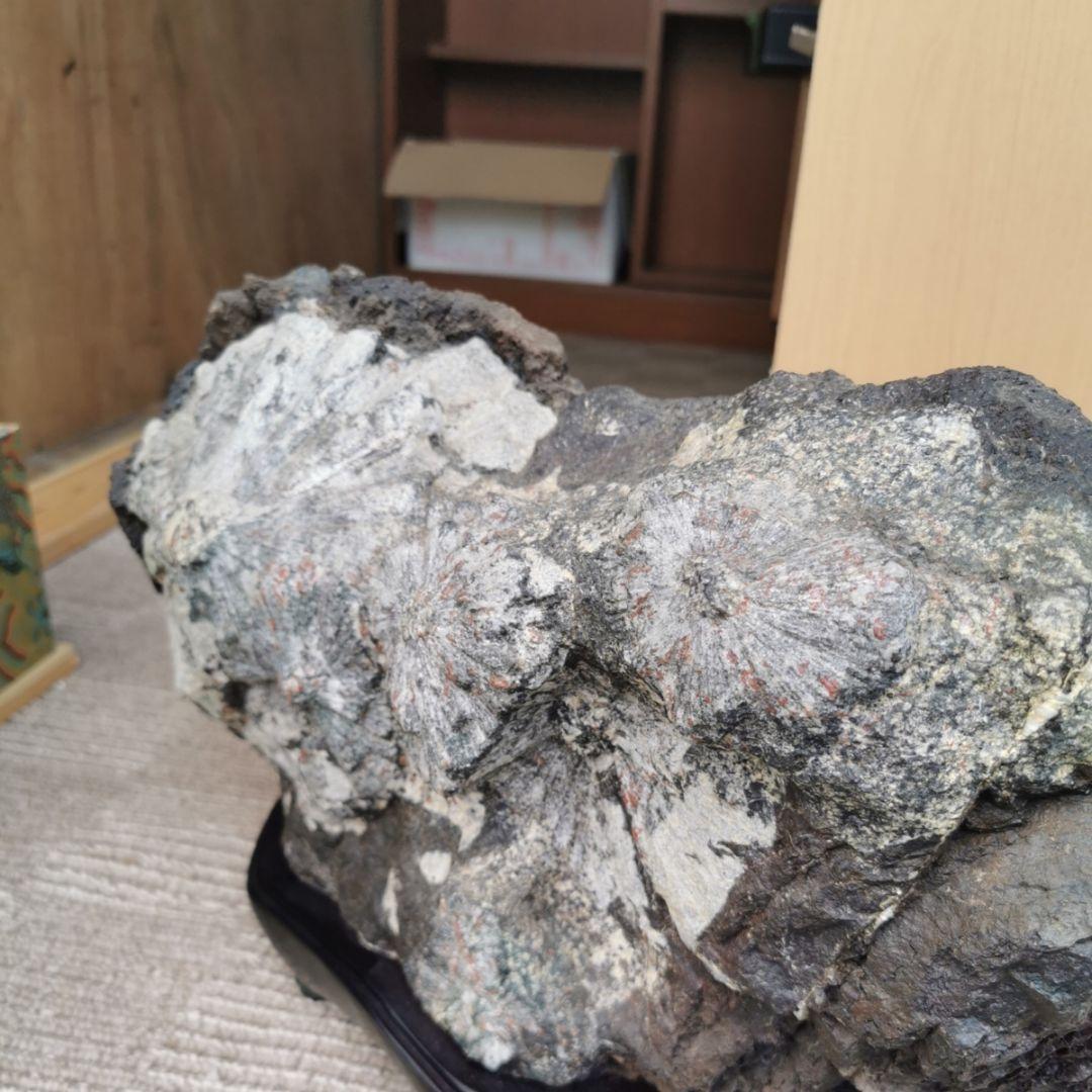 根尾谷産　菊花石　13キロ　鑑賞石　石　置物　オブジェ　インテリア　盆石　盆栽