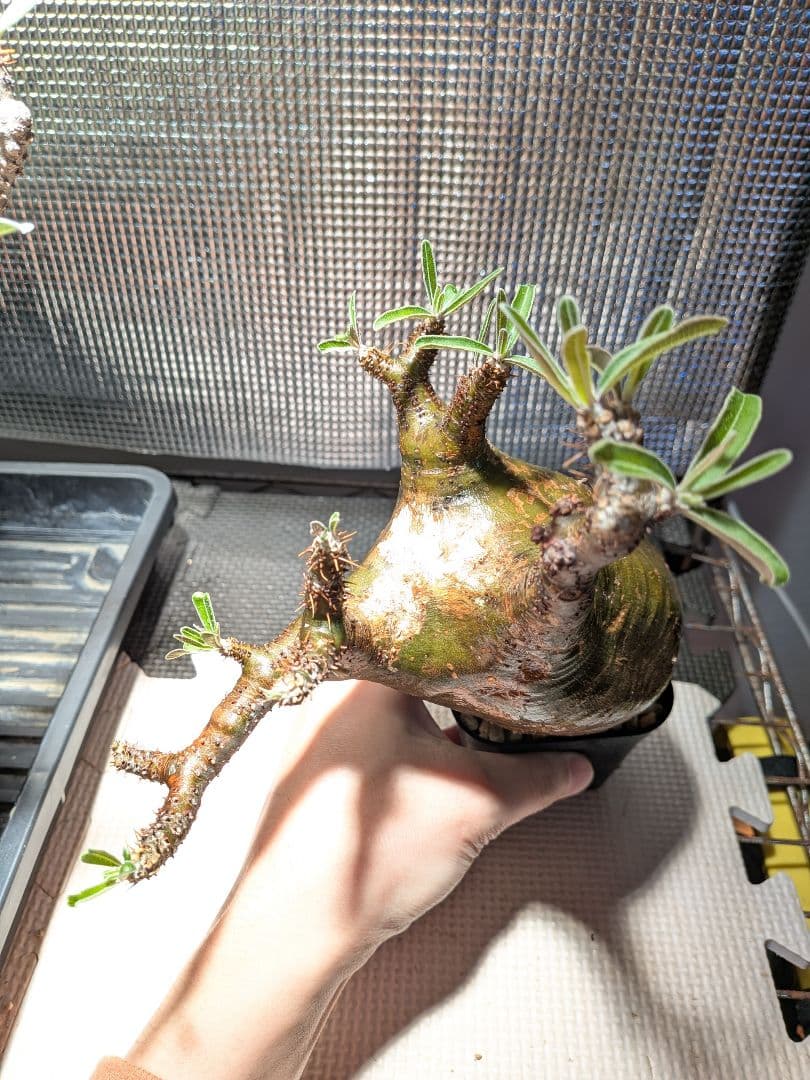 ザ*パ様 パキポディウム　グラキリス現地球