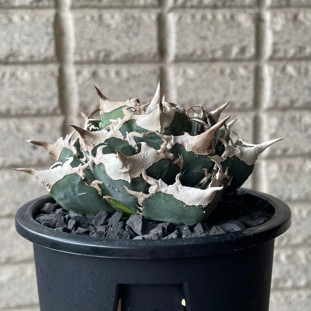 【清櫻】 Lize血統、OC直子、発根済み子株⑥