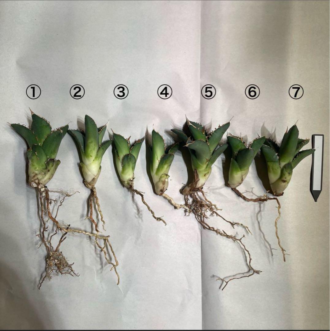 【清櫻】 Lize血統、OC直子、発根済み子株⑥