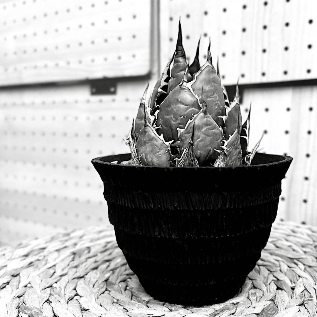 アガベ ホリダ ドワーフ カリフォルニア 陽炎 D.I.P鉢付き