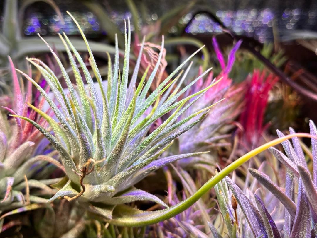 【ラスト株】T. ‘White Knigit' T'S TROPICALS