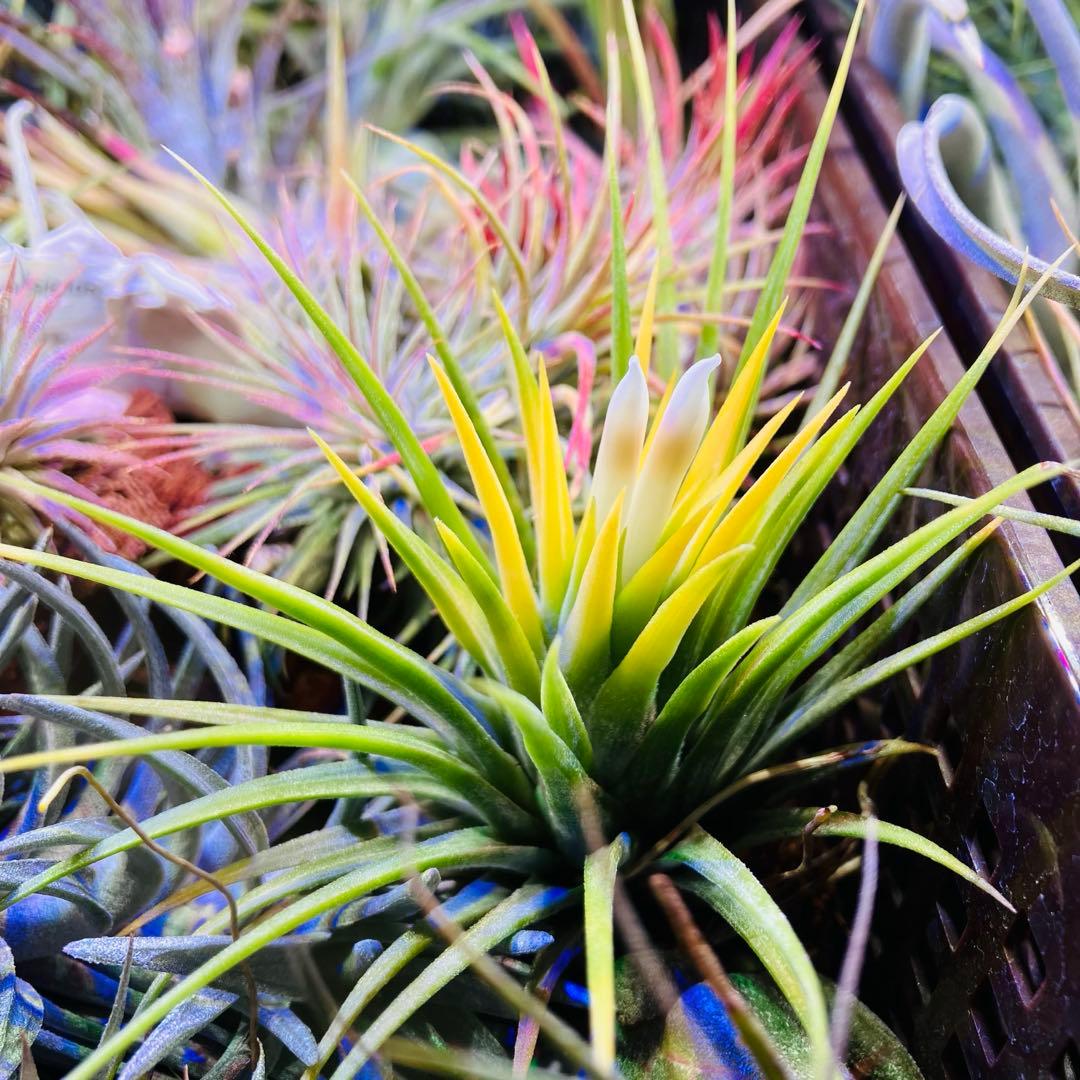 【ラスト株】T. ‘White Knigit' T'S TROPICALS