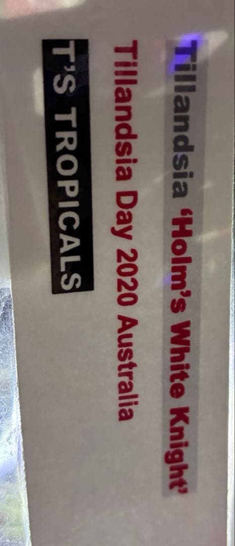 【ラスト株】T. ‘White Knigit' T'S TROPICALS