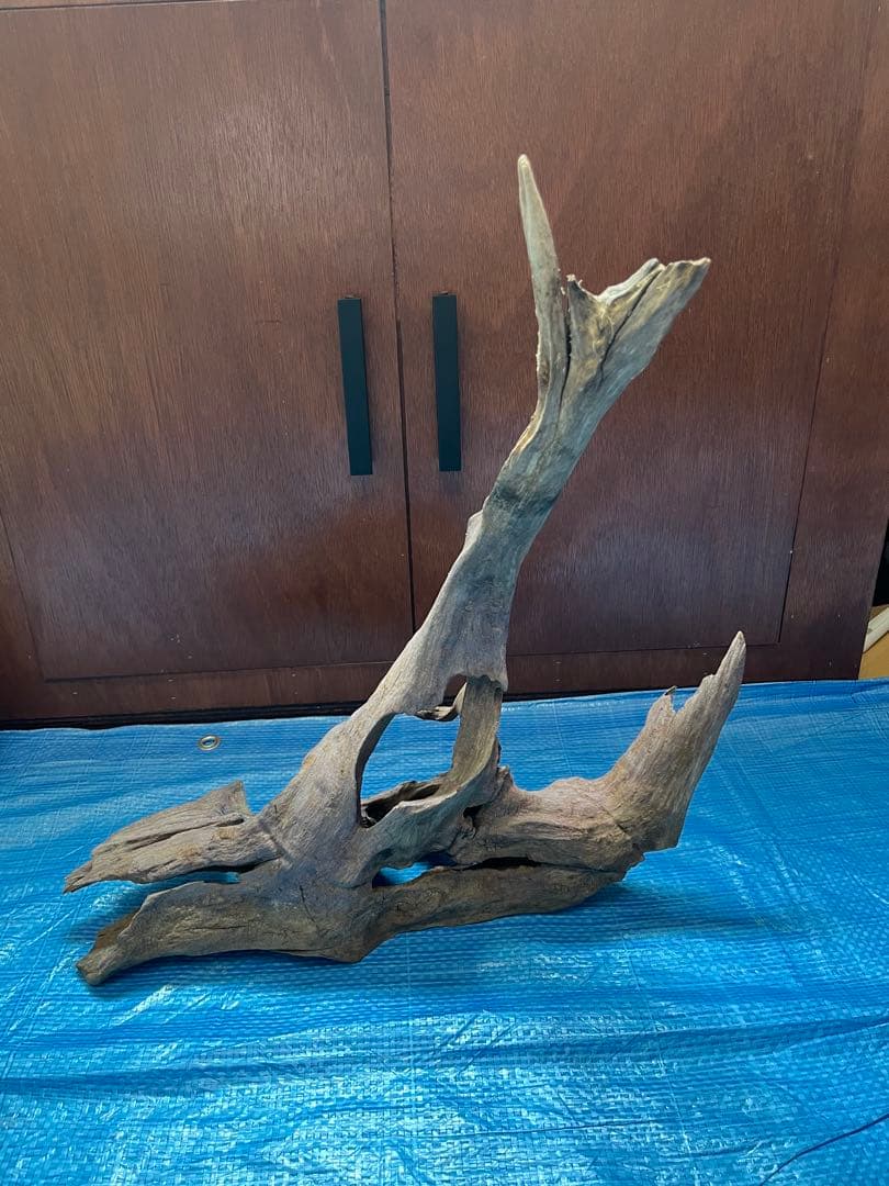 ADA ホーンウッド　特大