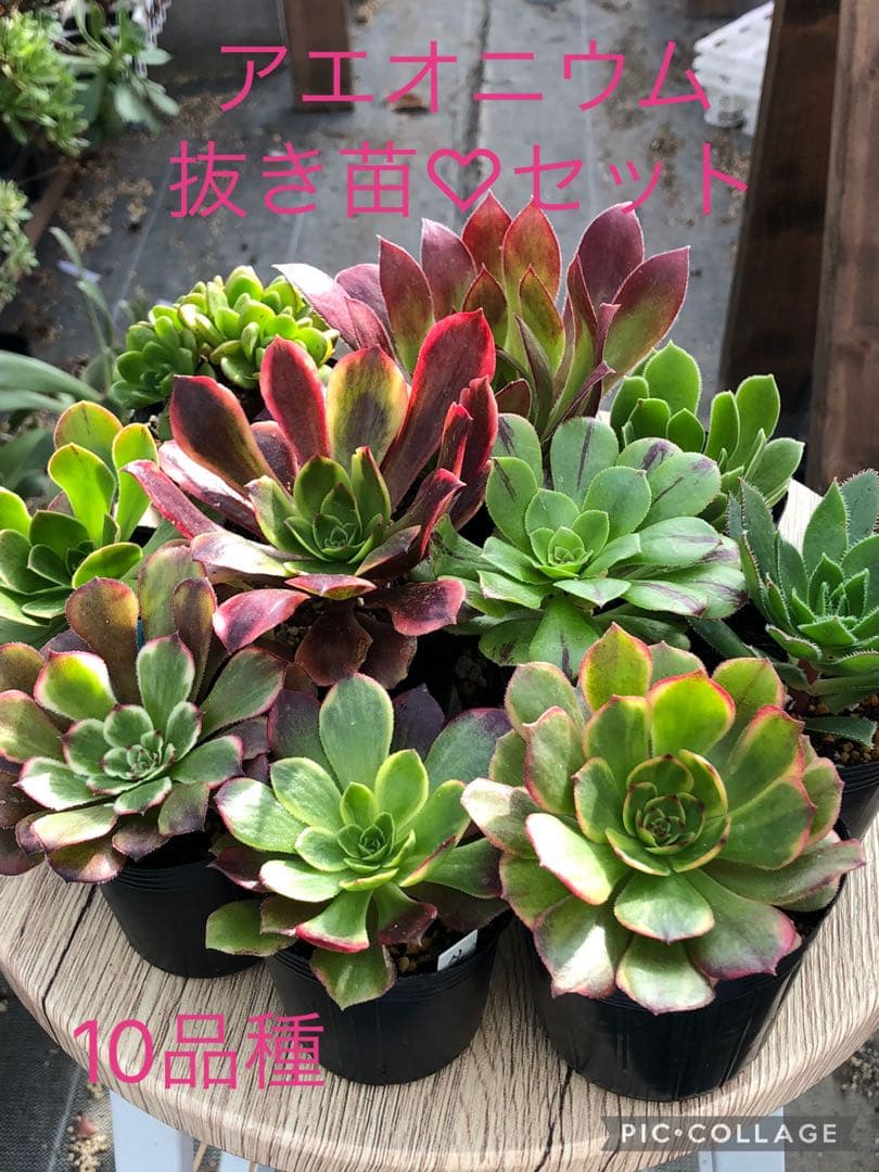 アエオニウム 10品種♡抜き苗セット③