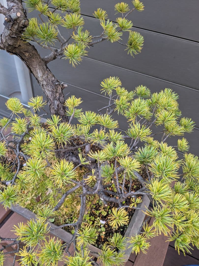 ①五葉松　盆栽　14号鉢付き　樹齢40〜50年以上　約高さ72センチ