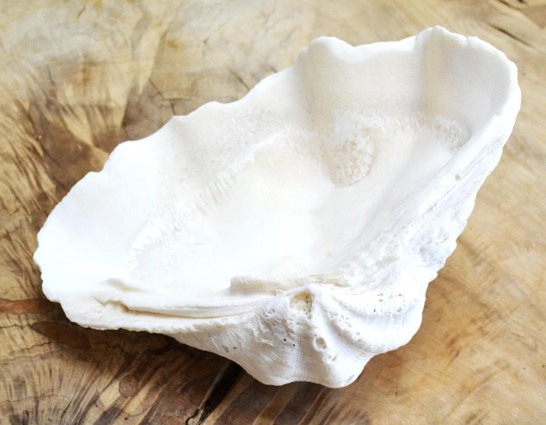 大きめのシャコ貝　シャコガイ　30×21×14cm 3.6kg 八重山