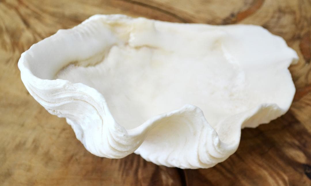 大きめのシャコ貝　シャコガイ　30×21×14cm 3.6kg 八重山