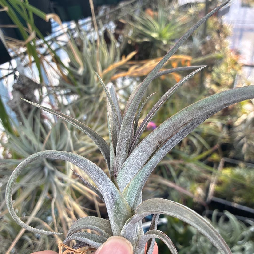 ブロメリア・エアープランツ Tillandsia durangensis 'Red form'