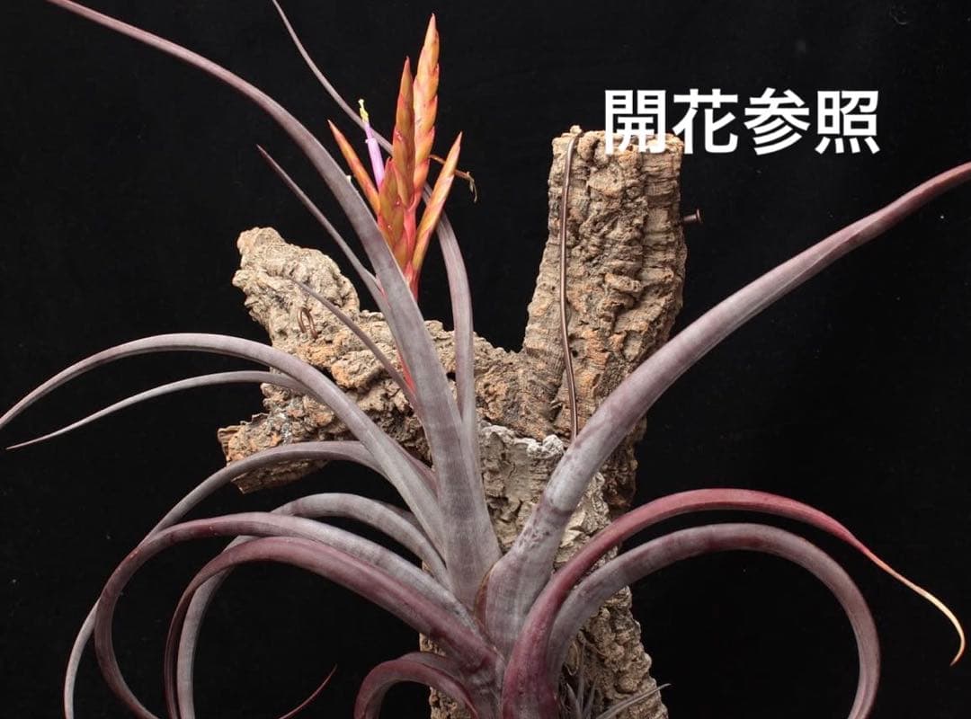 ブロメリア・エアープランツ Tillandsia durangensis 'Red form'